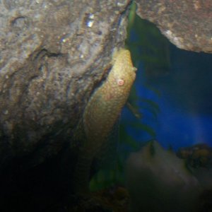 100_0685_PLECO_SMALL.jpg