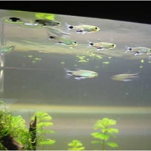 Dawn_tetras.jpg