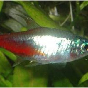 diamond_neon_tetra.jpg