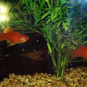 swordtails.jpg