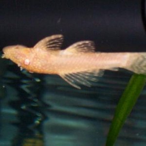 goldbristlenose.jpg