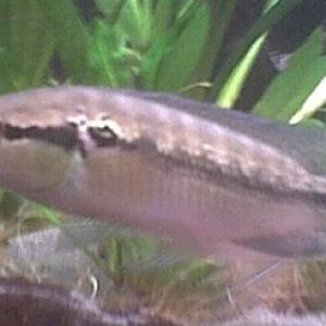 pike_cichlid_003.jpg