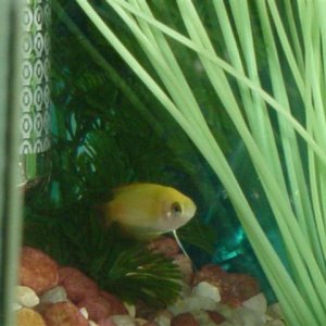 Honey_Gouramis__December_1st_002.jpg