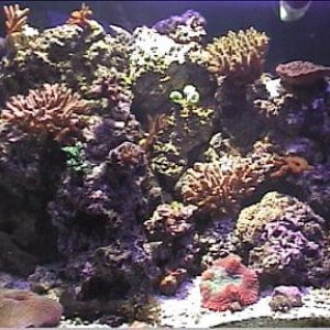 reef1_087.jpg