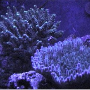 reef1_171.jpg