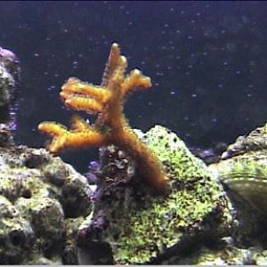 reef1_040.jpg