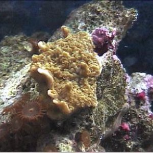 reef1_156.jpg