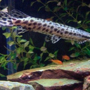 Resize_of_Aquarium_009.jpg