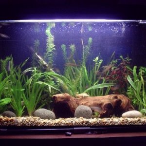 15gal2a.JPG