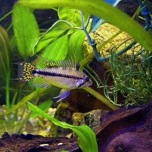 youngapisto.jpg