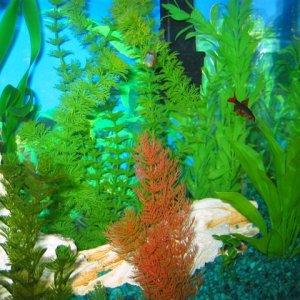 My_Aquarium_2003_2_084.jpg