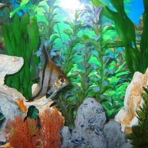 My_Aquarium_2003_2_087.jpg