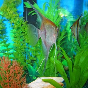 My_Aquarium_2003_2_090.jpg