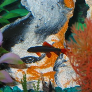 My_Aquarium_2003_2_110.jpg