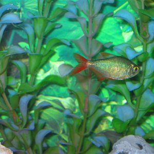 My_Aquarium_2003_2_113.jpg