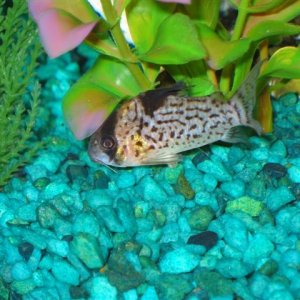 My_Aquarium_2003_2_118.jpg