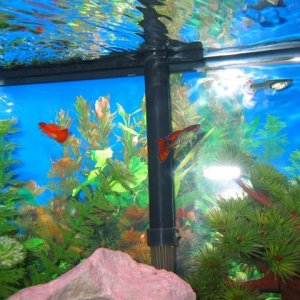 My_Aquarium_2003_2_139.jpg