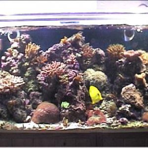 reef1_186.jpg