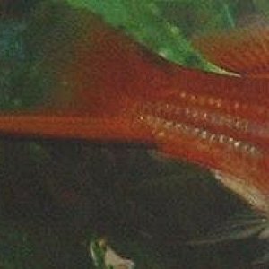 Swordtail1.jpg