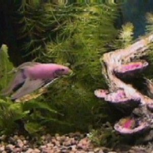 04_01_24_Betta_Home.jpg