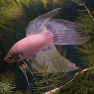 04_01_24_Betta.jpg