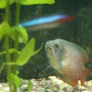 DAVID__GOURAMI_SICK.jpg