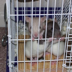 100_0568_rats_small.jpg