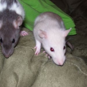 100_0570_rats_small_2.jpg