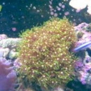 Greenstar_Polyps__227_x_303_.jpg