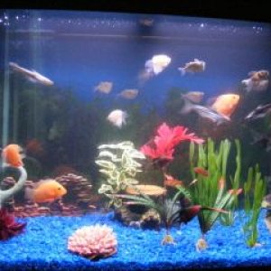 Fish_Tank_011.jpg