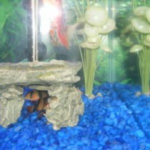 Fish_Tank_020.jpg