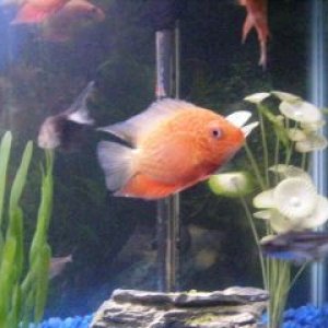 Fish_Tank_021.jpg