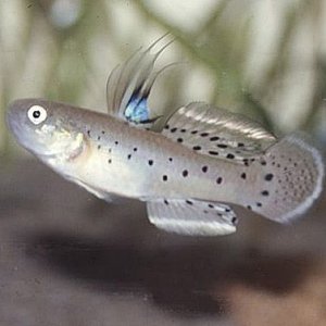 Stigmatogobius_sadanundio__hane.jpg