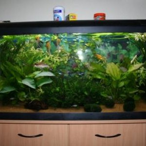 fish_tank_003.jpg