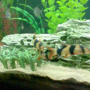 loaches.jpg