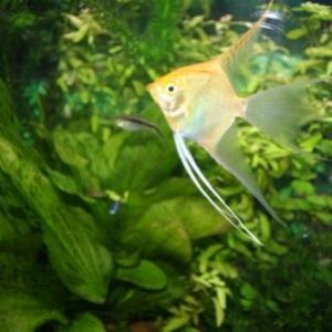 fish_tank_036.jpg