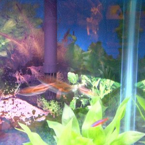 Fish_Tank_00004.JPG