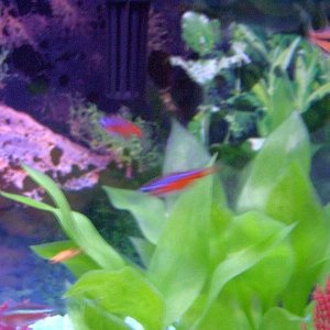 Fish_Tank_00005.JPG