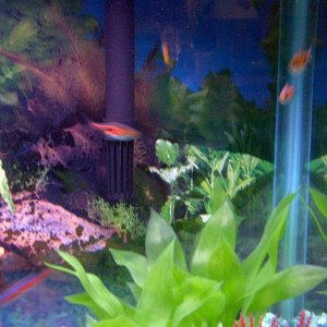 Fish_Tank_00006.JPG