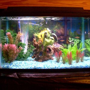 Fish_Tank_00001.JPG