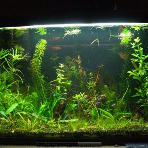 My_planted_Tank_019_thread.jpg