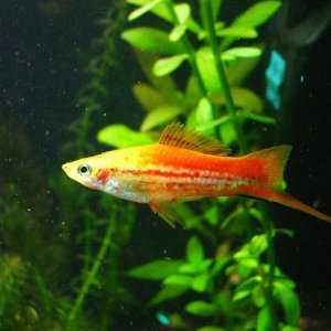 Swordtail.JPG