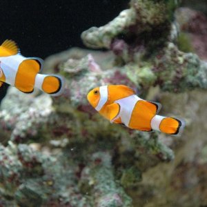 fishtank_027.jpg