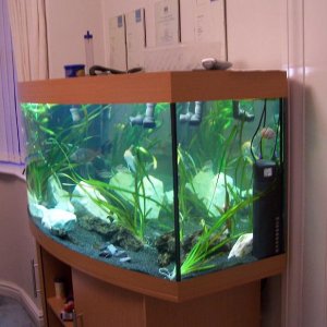 aquariu_027.jpg