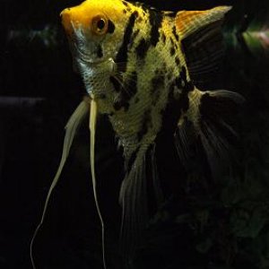 Angelfish.JPG