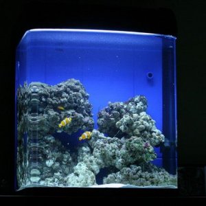 Marine_Tank_1.jpg