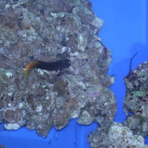 Bicolour_Blenny.jpg