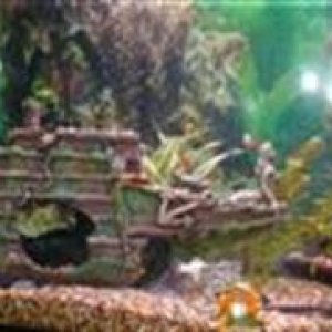 fish_tank_004__Custom_.jpg