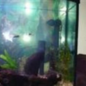 fish_tank_010__Custom_.jpg