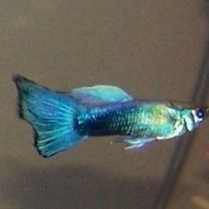 blue_male_guppy.jpg